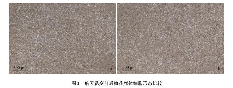 梅花鹿體細(xì)胞航天誘變、細(xì)胞樣品回收培養(yǎng)技術(shù)、生長曲線及核型特性（二）