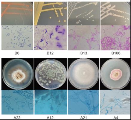 基于可培養(yǎng)技術(shù)的古象牙病害微生物分離鑒定與抑菌劑篩選評價(jià)（二）