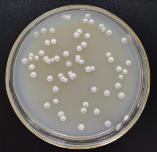 基于生長速率法優(yōu)化放線菌發(fā)酵培養(yǎng)基和發(fā)酵條件（二）